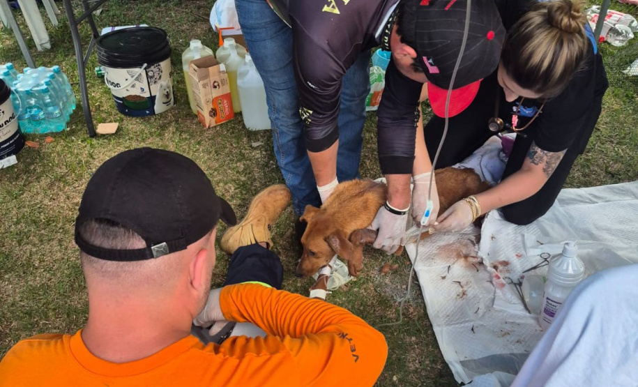 Rede Estadual de Manejo de Animais em Desastres (REMAD) já atendeu mais de 2.300 animais na região destruída pelo tornado da semana passada