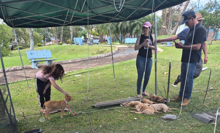 Rede Estadual de Manejo de Animais em Desastres (REMAD) já atendeu mais de 2.300 animais na região destruída pelo tornado da semana passada