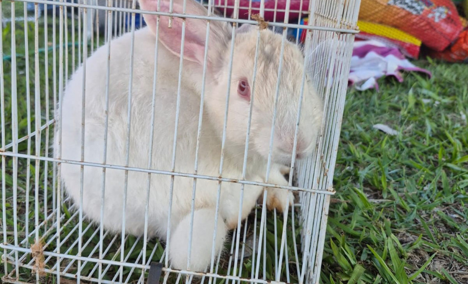 Rede Estadual de Manejo de Animais em Desastres (REMAD) já atendeu mais de 2.300 animais na região destruída pelo tornado da semana passada