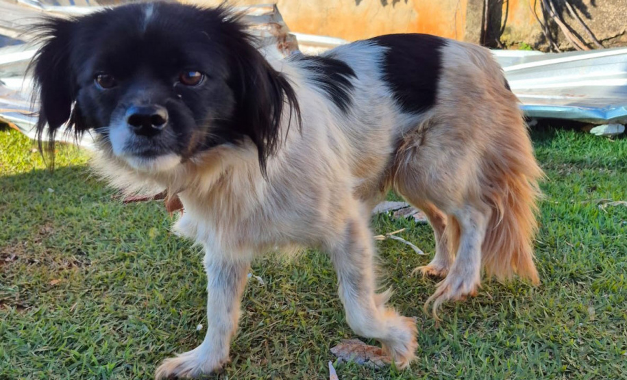 Rede Estadual de Manejo de Animais em Desastres (REMAD) já atendeu mais de 2.300 animais na região destruída pelo tornado da semana passada