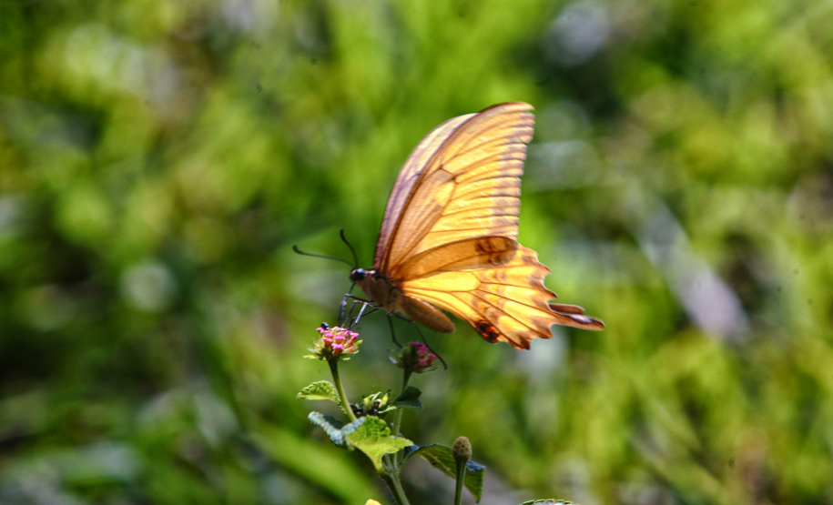 Programa de Conversão de Multas permite que cidadãos que receberem penalidades em razão de crimes ambientais possam destinar o valor para um dos 20 projetos sustentáveis executados pelo IAT