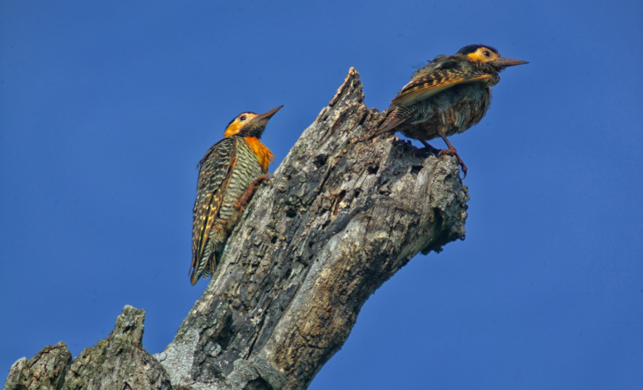 Programa de Conversão de Multas permite que cidadãos que receberem penalidades em razão de crimes ambientais possam destinar o valor para um dos 20 projetos sustentáveis executados pelo IAT