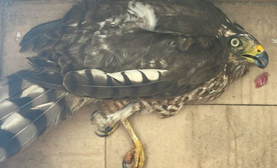 Unicentro lidera atendimento a animais silvestres vítimas do tornado no Paraná