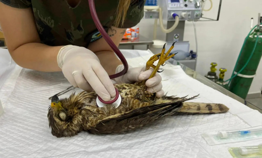 Unicentro lidera atendimento a animais silvestres vítimas do tornado no Paraná