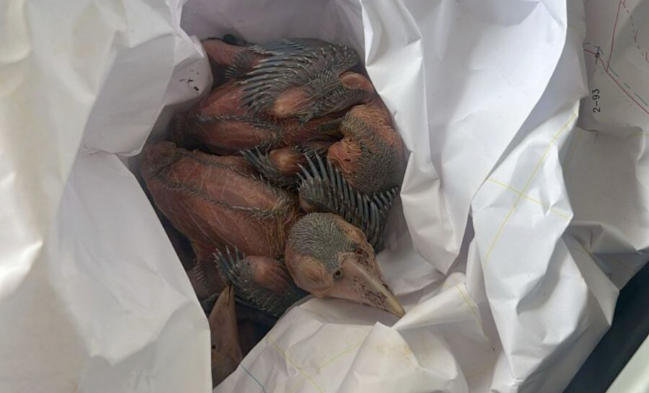 Unicentro lidera atendimento a animais silvestres vítimas do tornado no Paraná