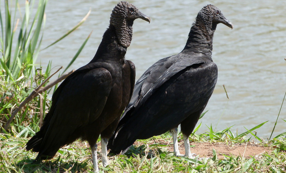 IAT reforço o pedido para convivência pacífica com animais como o urubu-preto, carcará e o gambá, que ficam naturalmente mais vulneráveis nesta época do ano por se proliferarem rapidamente