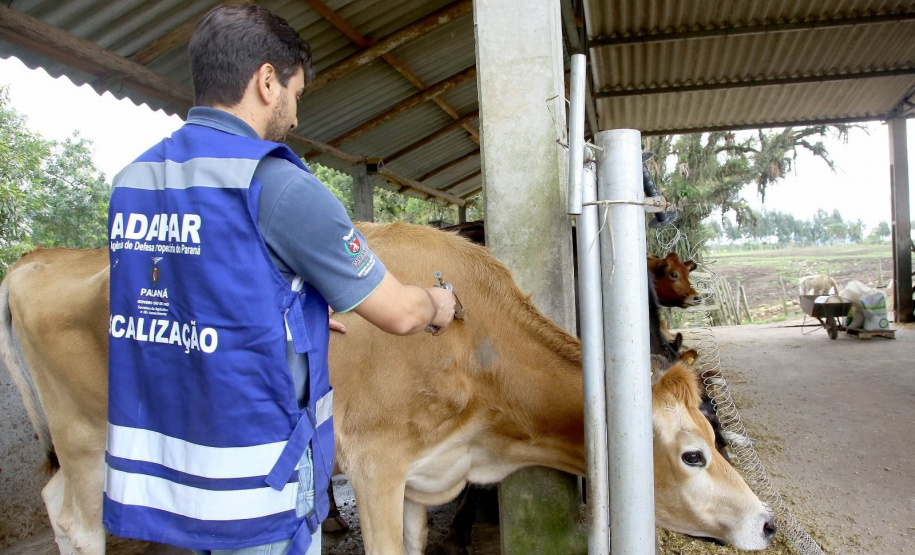 Adapar alerta: vacinação é a melhor defesa contra raiva no Paraná