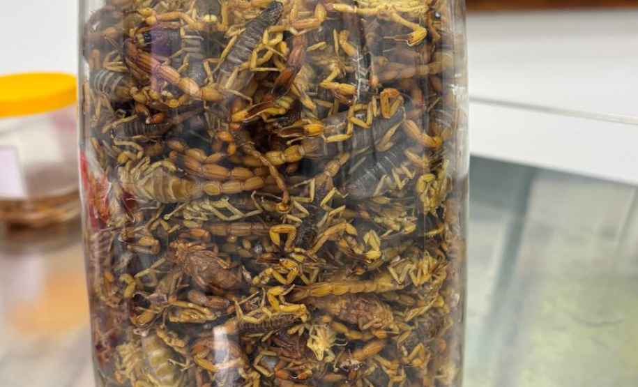 SESA - Ações no Norte Pioneiro somam mais de 5 mil capturas de escorpiões nos últimos meses