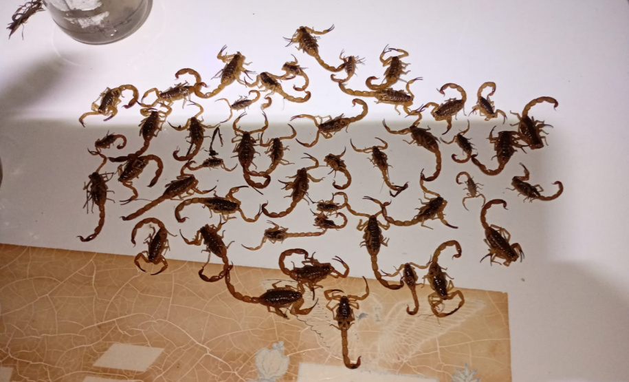 SESA - Ações no Norte Pioneiro somam mais de 5 mil capturas de escorpiões nos últimos meses