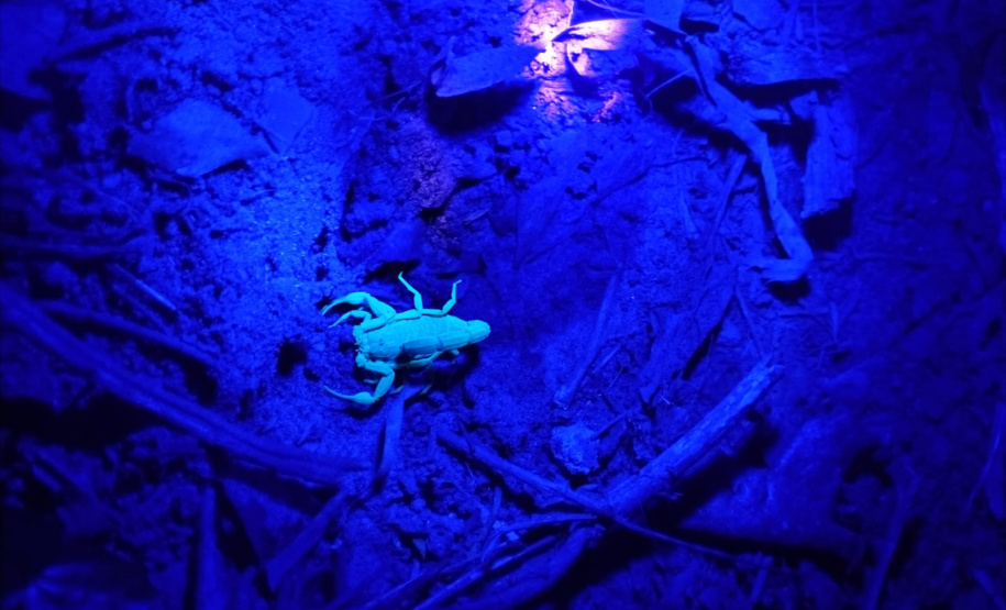 SESA - Ações no Norte Pioneiro somam mais de 5 mil capturas de escorpiões nos últimos meses