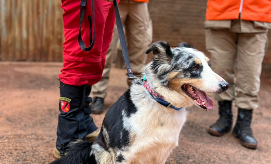 CBMPR realiza 2ª Certificação Nacional de Cães de Busca e Resgate em Cianorte