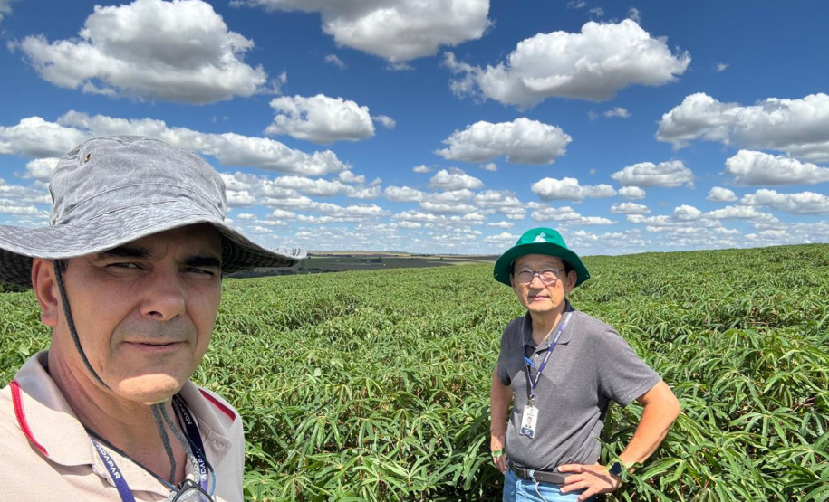 Adapar promove visitas em plantações e seminário sobre a vassoura-de-bruxa da mandioca durante Fiman 2025, em Paranavaí