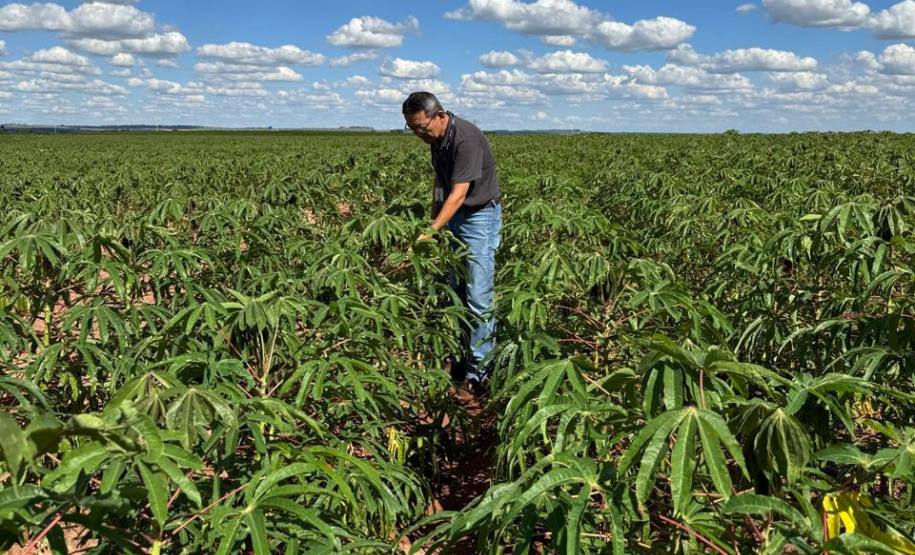 Adapar promove visitas em plantações e seminário sobre a vassoura-de-bruxa da mandioca durante Fiman 2025, em Paranavaí