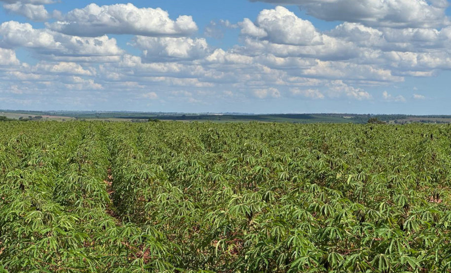 Adapar promove visitas em plantações e seminário sobre a vassoura-de-bruxa da mandioca durante Fiman 2025, em Paranavaí