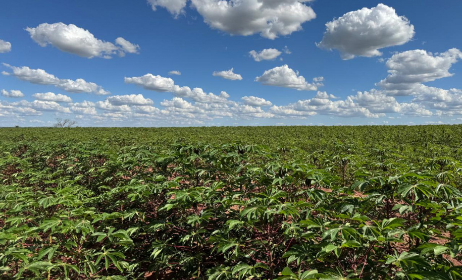 Adapar promove visitas em plantações e seminário sobre a vassoura-de-bruxa da mandioca durante Fiman 2025, em Paranavaí