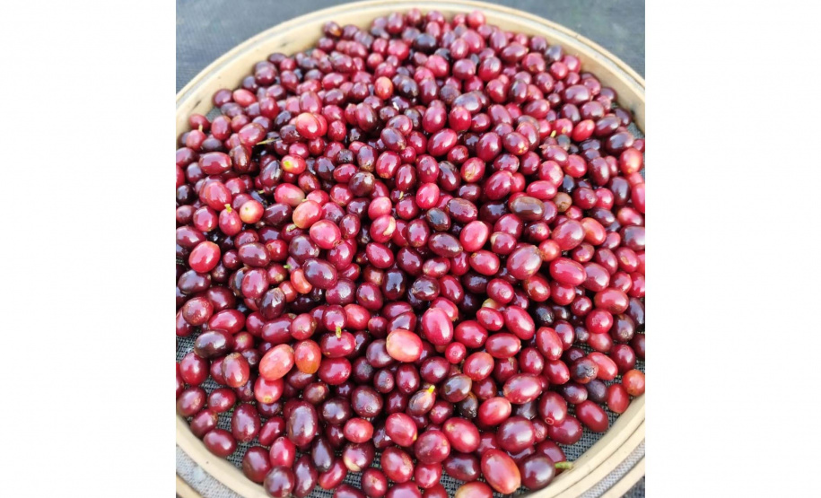 23ª edição do Concurso Café Qualidade Paraná comprova a força da mulher no campo