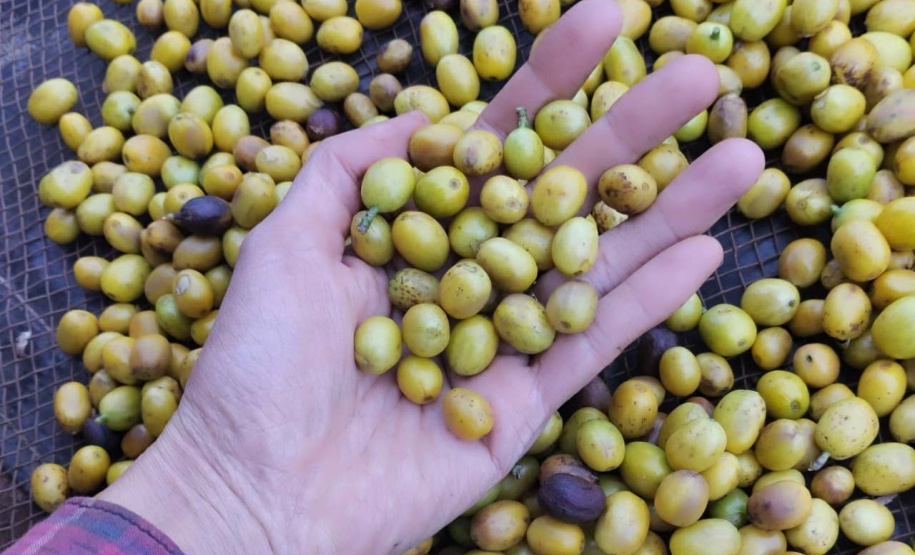 23ª edição do Concurso Café Qualidade Paraná comprova a força da mulher no campo