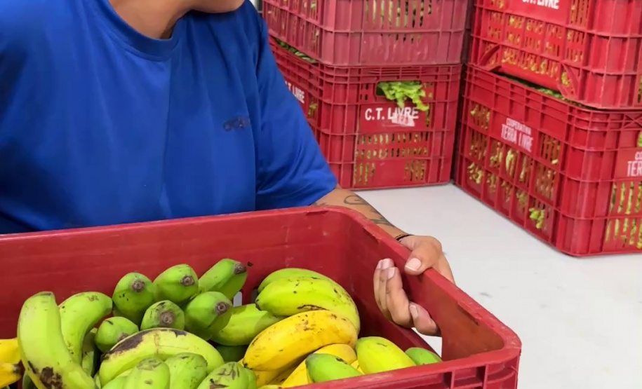 SEED - Orgânicos ganham espaço na alimentação escolar e chegam a 5 mil toneladas no Paraná