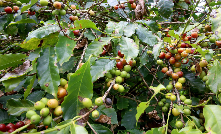 Paraná consolida produção de cafés especiais com alto valor agregado