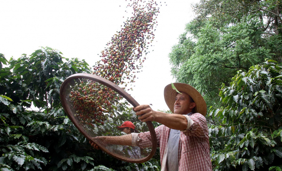 Paraná consolida produção de cafés especiais com alto valor agregado