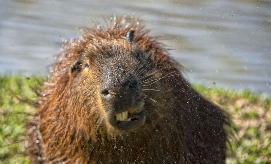 Instituto Água e Terra formalizou convênio com a Prefeitura de Curitiba que estabelece ações institucionais conjuntas para o atendimento à fauna silvestre vitimada na Região Metropolitana de Curitiba