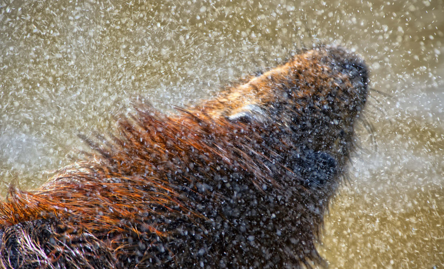 Instituto Água e Terra formalizou convênio com a Prefeitura de Curitiba que estabelece ações institucionais conjuntas para o atendimento à fauna silvestre vitimada na Região Metropolitana de Curitiba
