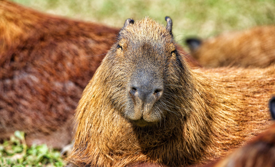 Instituto Água e Terra formalizou convênio com a Prefeitura de Curitiba que estabelece ações institucionais conjuntas para o atendimento à fauna silvestre vitimada na Região Metropolitana de Curitiba