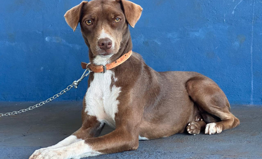 Mutirão do CastraPet vai beneficiar cães e gatos de 20 municípios do Paraná em dezembro