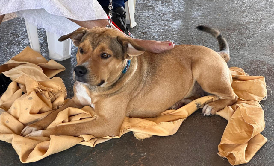 Mutirão do CastraPet vai beneficiar cães e gatos de 20 municípios do Paraná em dezembro