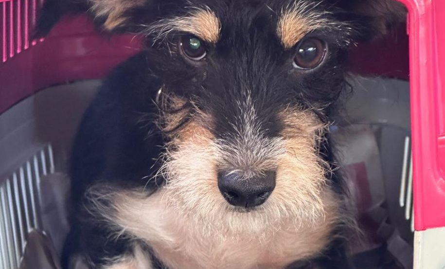 CastraPet Paraná vai passar por 20 municípios em dezembro