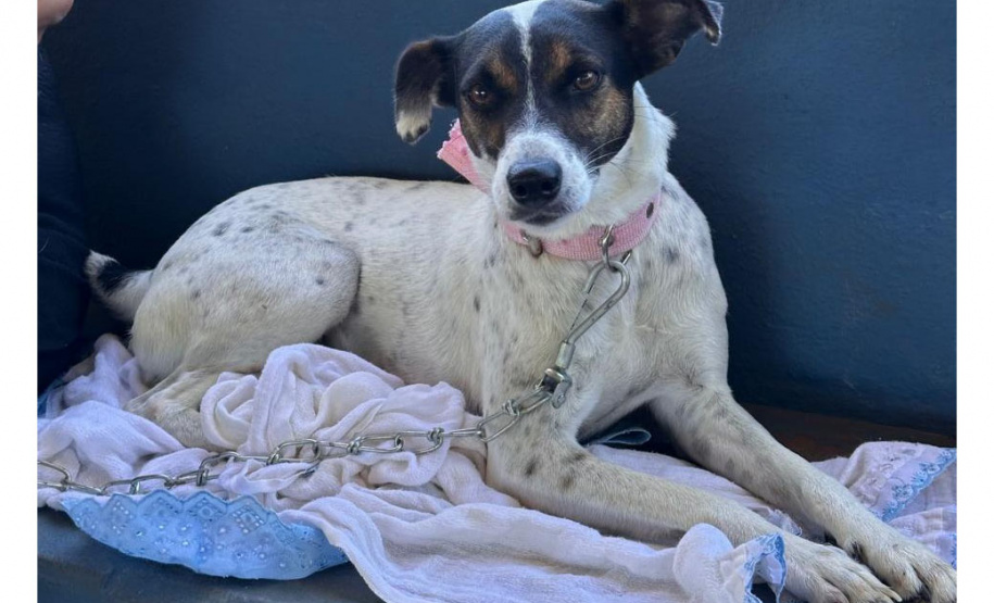 Mutirão do CastraPet vai beneficiar cães e gatos de 20 municípios do Paraná em dezembro