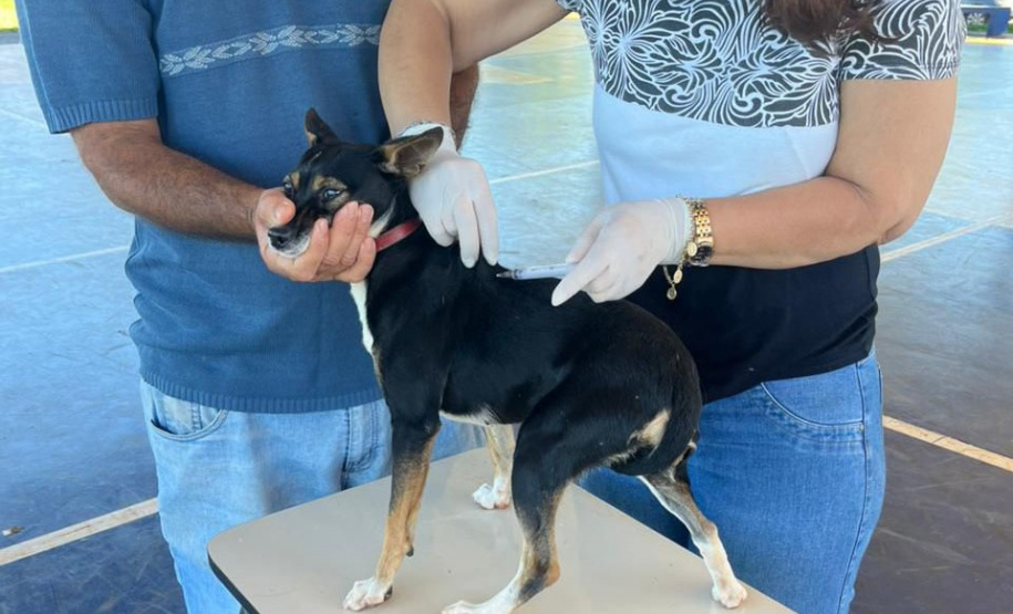 Mutirão do CastraPet vai beneficiar cães e gatos de 20 municípios do Paraná em dezembro