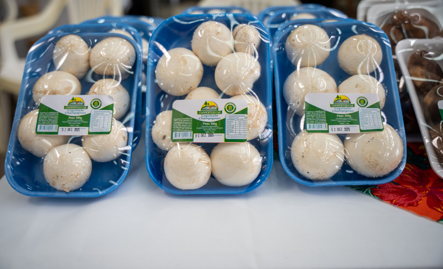 PRODUÇÃO COGUMELOS