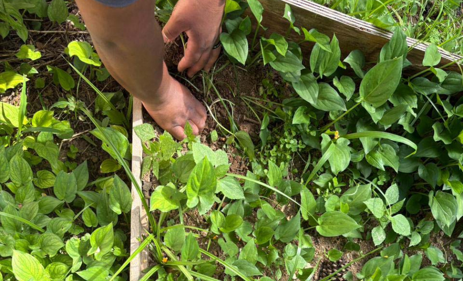 Alunos criam “Canteiro de Africanidades” para ensinar história e cultura afro-brasileira