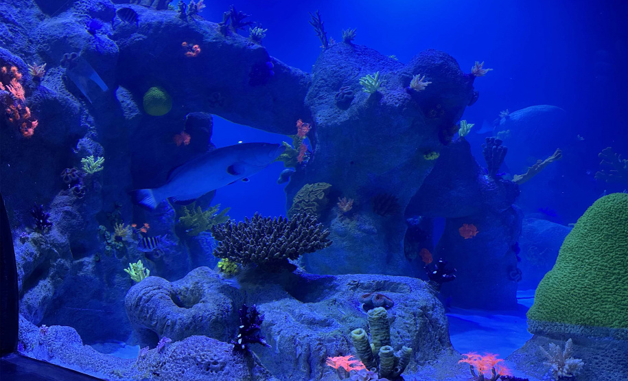 Alunos de Rio Bonito do Iguaçu encerram ano letivo com viagem especial a Foz do Iguaçu