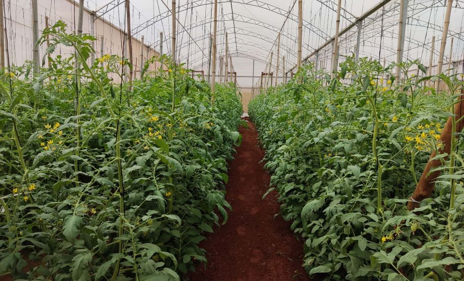 SEAB - Colheita histórica de tomate em Maria Helena destaca atuação do IDR-Paraná e força do manejo técnico