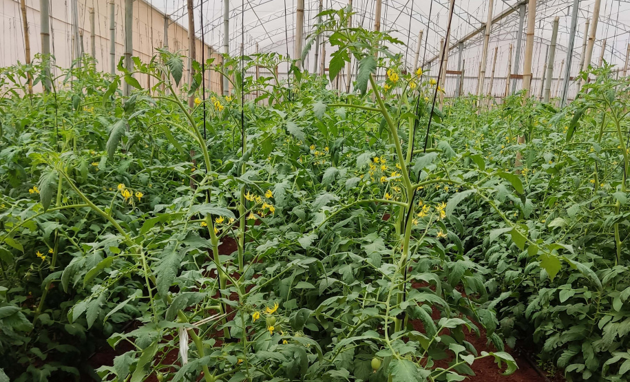 SEAB - Colheita histórica de tomate em Maria Helena destaca atuação do IDR-Paraná e força do manejo técnico