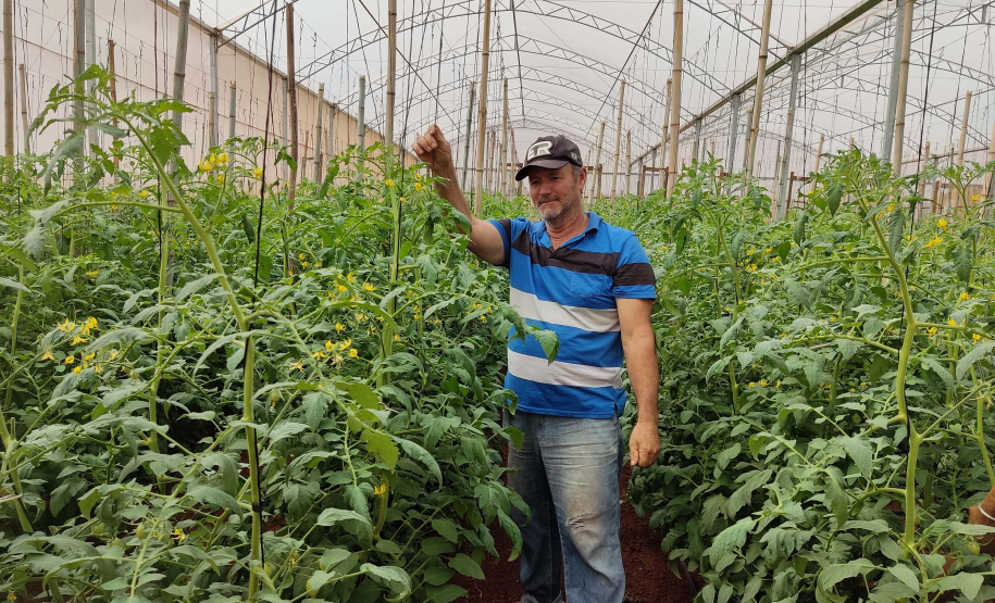SEAB - Colheita histórica de tomate em Maria Helena destaca atuação do IDR-Paraná e força do manejo técnico