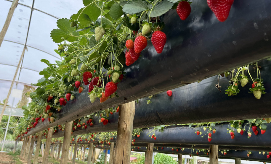 Rota Turística do Morango integra agricultura e turismo e amplia renda nas propriedades rurais do Paraná