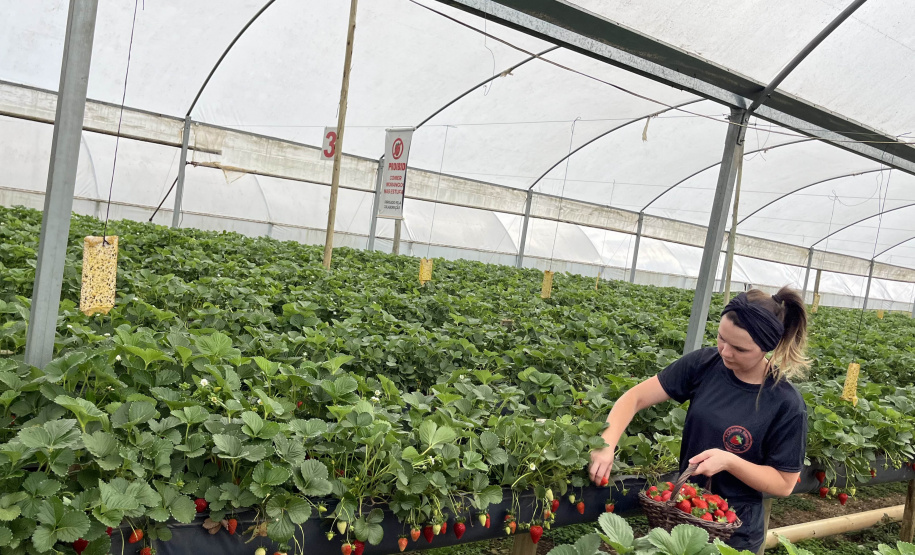 Rota Turística do Morango integra agricultura e turismo e amplia renda nas propriedades rurais do Paraná