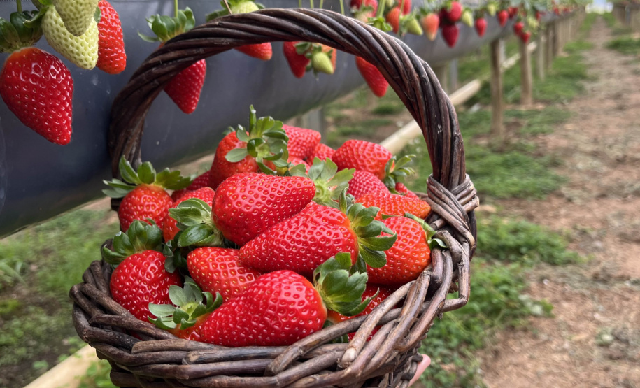 Rota Turística do Morango integra agricultura e turismo e amplia renda nas propriedades rurais do Paraná