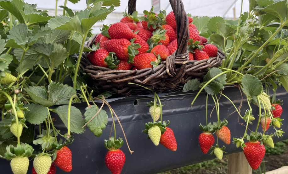 Rota Turística do Morango integra agricultura e turismo e amplia renda nas propriedades rurais do Paraná