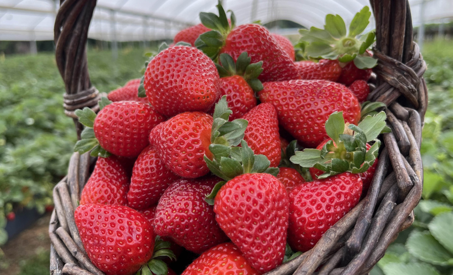 Rota Turística do Morango integra agricultura e turismo e amplia renda nas propriedades rurais do Paraná