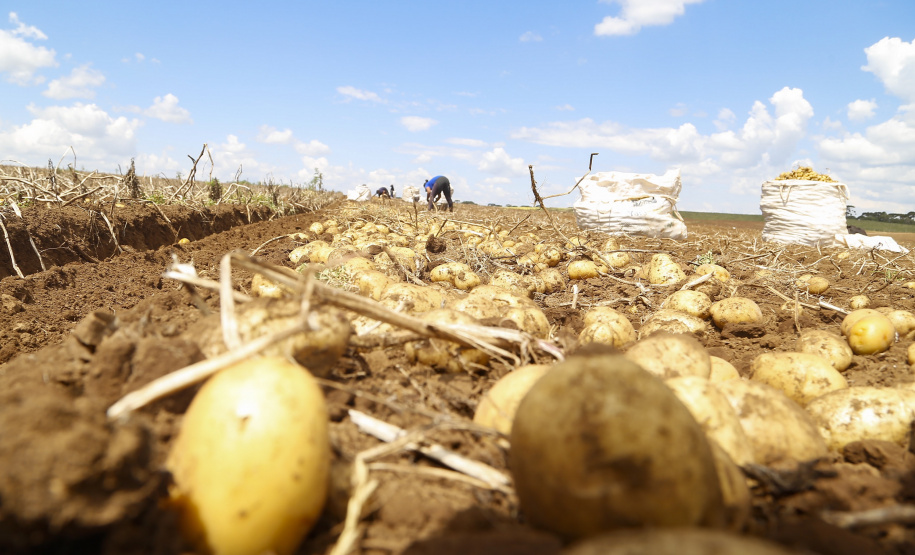 Região de Palmas fortalece cadeia produtiva e exporta sementes de soja e batata para outros estados