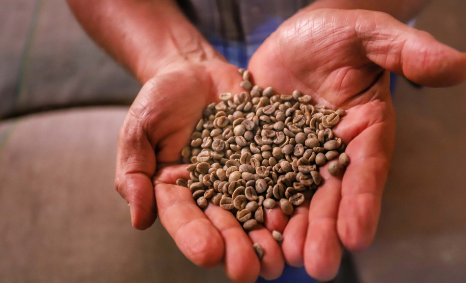 Paraná consolida produção de cafés especiais com alto valor agregado