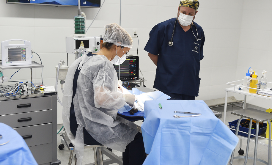 Governo do Estado prestou assistência a 4.552 animais silvestres entre janeiro e novembro de 2025.