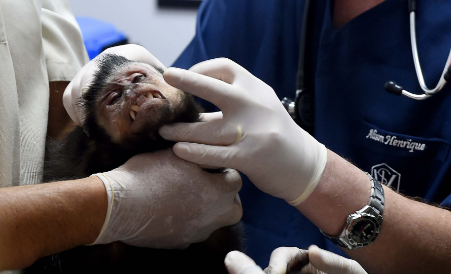 Instituto Água e Terra formalizou convênio com a Prefeitura de Curitiba que estabelece ações institucionais conjuntas para o atendimento à fauna silvestre vitimada na Região Metropolitana de Curitiba