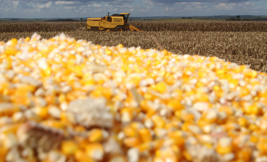 Milho encerra 2025 como principal aposta do produtor paranaense, aponta balanço do Deral