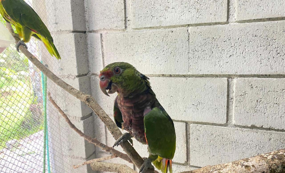 Pronto Atendimento a Animais Silvestres (PAAS) do Parque Estadual do Palmito, em Paranaguá, é referência no atendimento à fauna silvestre