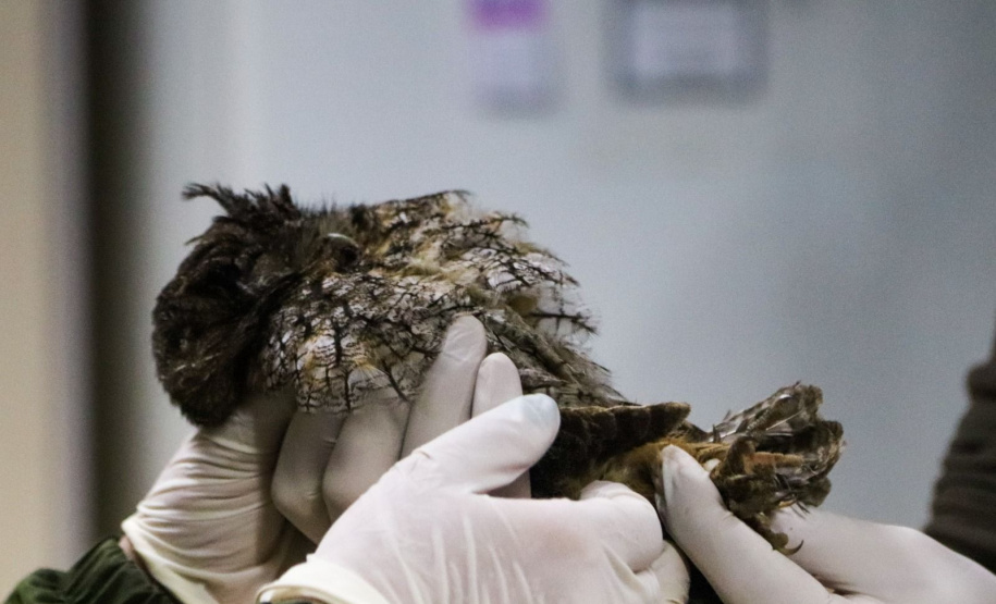 Pronto Atendimento a Animais Silvestres (PAAS) do Parque Estadual do Palmito, em Paranaguá, é referência no atendimento à fauna silvestre